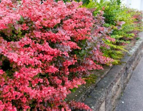 15 быстрорастущих декоративных кустарников, которые преобразят участок 27