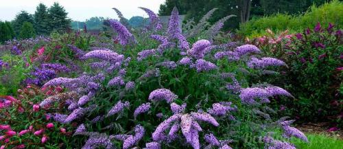 Многолетние кустарники. Цветущие виды