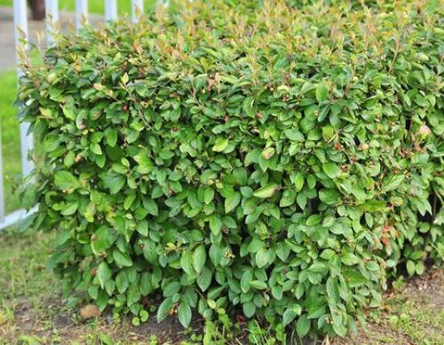 15 быстрорастущих декоративных кустарников, которые преобразят участок 22