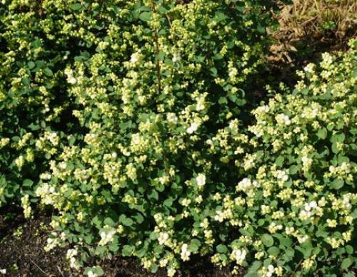 15 быстрорастущих декоративных кустарников, которые преобразят участок 26