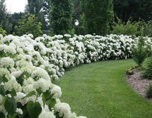 15 быстрорастущих декоративных кустарников, которые преобразят участок 25