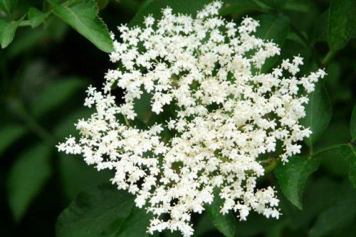 15 быстрорастущих декоративных кустарников, которые преобразят участок