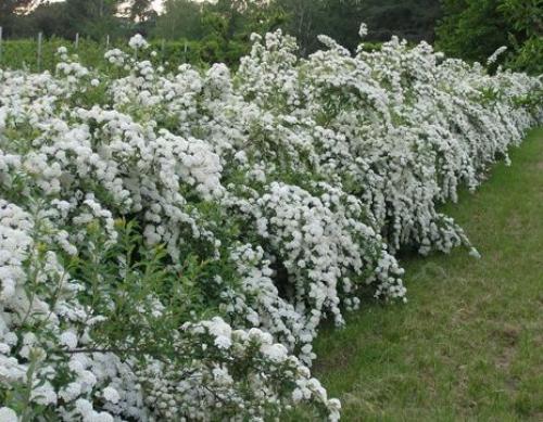 15 быстрорастущих декоративных кустарников, которые преобразят участок 23