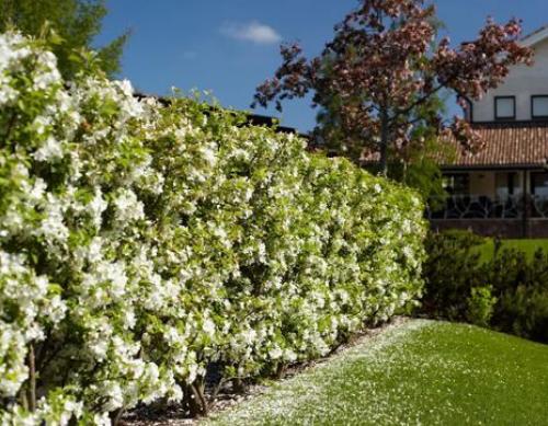 15 быстрорастущих декоративных кустарников, которые преобразят участок 28