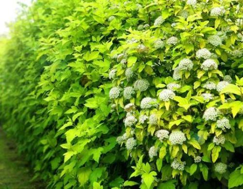 15 быстрорастущих декоративных кустарников, которые преобразят участок 20