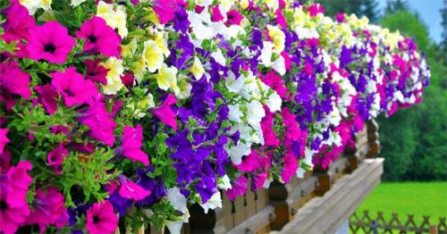 Как делать каскадные клумбы. Советы по оформлению 18