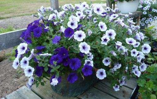 Как красиво посадить петунию на клумбе. Посадка цветов