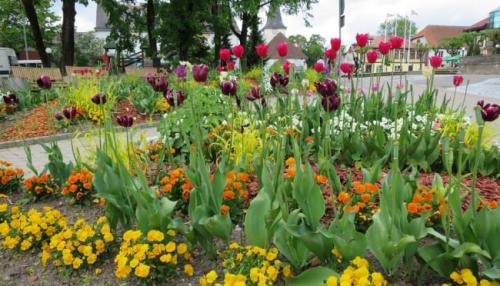 Как красиво посадить петунию на клумбе. Посадка цветов