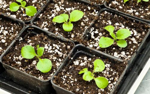 Как делать каскадные клумбы. Советы по оформлению 21