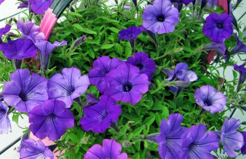 Как делать каскадные клумбы. Советы по оформлению 19