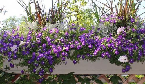 Красивые клумбы из петунии. Петуния в ландшафтном дизайне сада, посадка и уход, идеи оформления