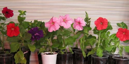 Как делать каскадные клумбы. Советы по оформлению 22