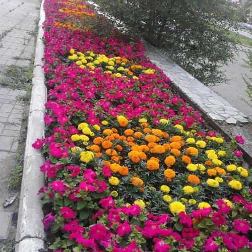 Композиции из петуний в саду. Сочетание с другими цветами