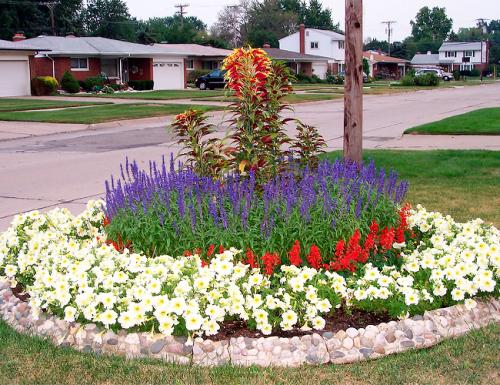Красивые клумбы из петунии. Петуния в ландшафтном дизайне сада, посадка и уход, идеи оформления
