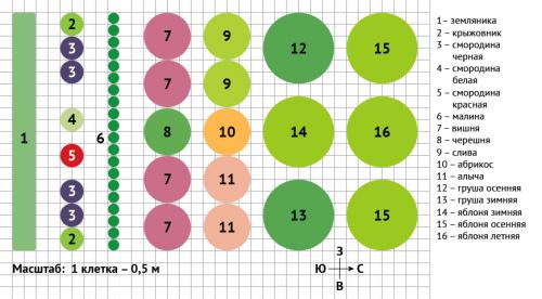 Какое дерево посадить на даче и как это сделать. Декоративные деревья для дачи 05