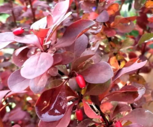 Дерево с красными листьями название. Какие деревья осенью краснеют: фото – красоту не утаишь