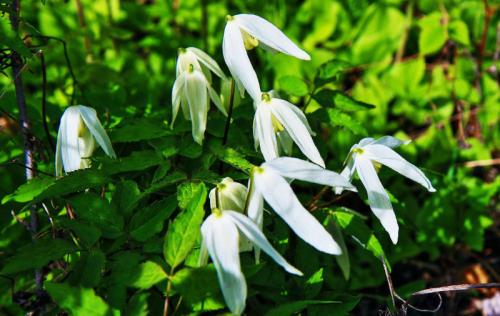 Что посадить на южной стороне участка. Богатый цветник в палисаднике: растения для четырех сторон света