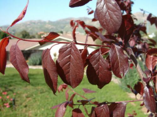 Дерево с красными листьями название. Какие деревья осенью краснеют: фото – красоту не утаишь