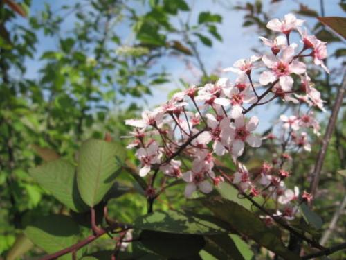 10 красивых деревьев и кустарников с красными листьями. Краснолистные деревья для средних дач Для дачи среднего размера подойдут: 03 10 красивых деревьев и кустарников с красными листьями. Краснолистные деревья для средних дач Для дачи среднего размера подойдут: 03