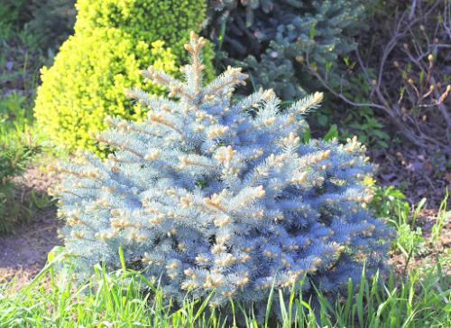 Какие деревья посадить на небольшом участке. Какие красивые декоративные деревья посадить на участке, вдоль забора и перед домом?