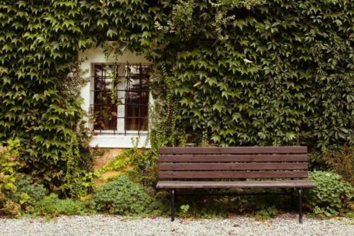 Что посадить на южной стороне участка. Богатый цветник в палисаднике: растения для четырех сторон света