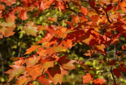 Дерево с красными листьями название. Какие деревья осенью краснеют: фото – красоту не утаишь
