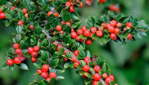 Что посадить на южной стороне участка. Богатый цветник в палисаднике: растения для четырех сторон света