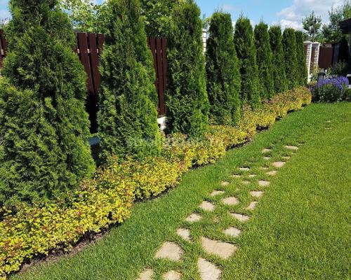 Что посадить на южной стороне участка. Богатый цветник в палисаднике: растения для четырех сторон света