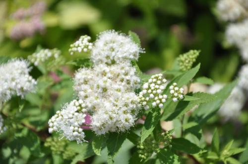 Что посадить на южной стороне участка. Богатый цветник в палисаднике: растения для четырех сторон света
