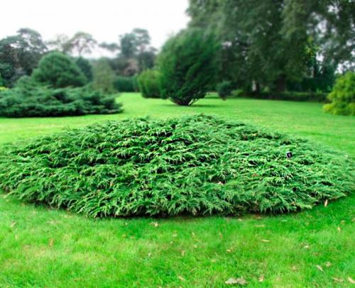 Что посадить на южной стороне участка. Богатый цветник в палисаднике: растения для четырех сторон света