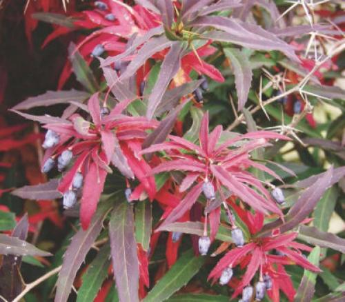 Дерево с красными листьями название. Какие деревья осенью краснеют: фото – красоту не утаишь