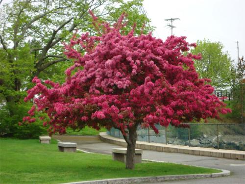 10 красивых деревьев и кустарников с красными листьями. Краснолистные деревья для средних дач Для дачи среднего размера подойдут: 09 10 красивых деревьев и кустарников с красными листьями. Краснолистные деревья для средних дач Для дачи среднего размера подойдут: 09