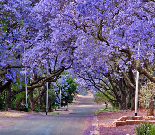 Деревья с фиолетовыми листьями. Жакаранда (фиалковое дерево).