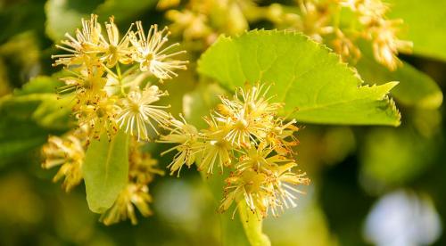 Какое дерево посадить на даче и как это сделать. Декоративные деревья для дачи 04 Какое дерево посадить на даче и как это сделать. Декоративные деревья для дачи 04