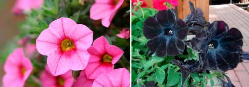 Вертикальная клумба своими руками. Вертикальные клумбы — оформляем по уму! Лучшая инструкция с фото и видео по созданию вертикальной клумбы своими руками 24 Вертикальная клумба своими руками. Вертикальные клумбы — оформляем по уму! Лучшая инструкция с фото и видео по созданию вертикальной клумбы своими руками 24