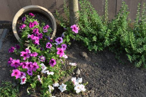 Как красиво посадить петунию в грунт. Петуния на клумбе: как рассадить растения красиво, варианты оформления