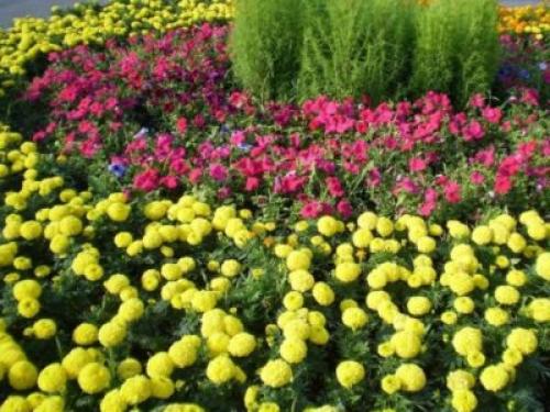 Клумба из петуний и бархатцев. Создаем цветник из бархатцев и петуний