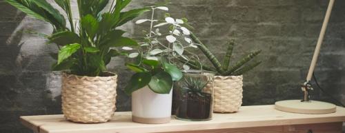 Как посадить ампельные цветы в кашпо. Подходящие виды 07