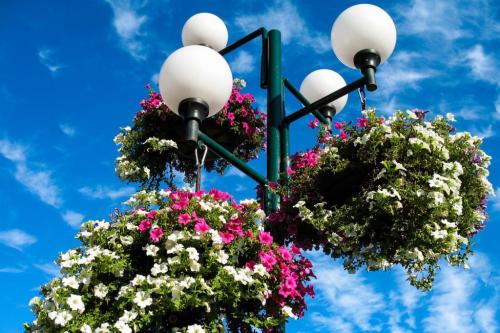 Как украсить двор петунией. Петуния на клумбе: как рассадить растения красиво, варианты оформления