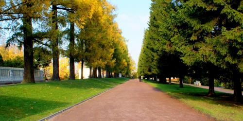 Лиственные деревья для городского озеленения. Характеристики деревьев для городского озеленения 08