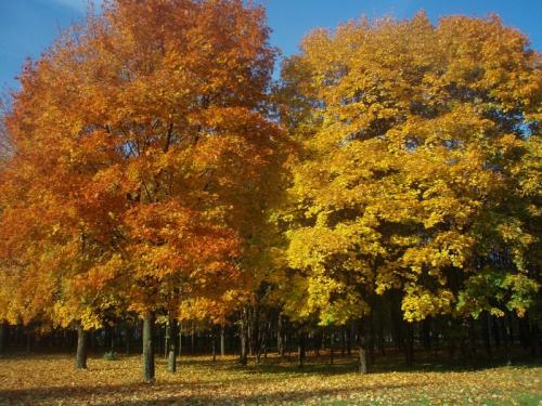 Лиственные деревья для городского озеленения. Характеристики деревьев для городского озеленения 07