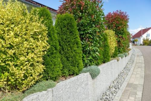 Неприхотливые деревья для улицы. Быстрорастущая вечнозеленая живая изгородь – кустарники и деревья