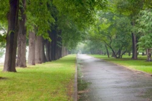 Лиственные деревья для городского озеленения. Характеристики деревьев для городского озеленения 06