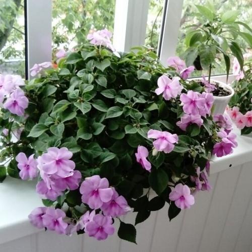 Какие цветы посадить на балконе, чтобы цвели все лето. Топ-15 растений и цветов для балкона и лоджии