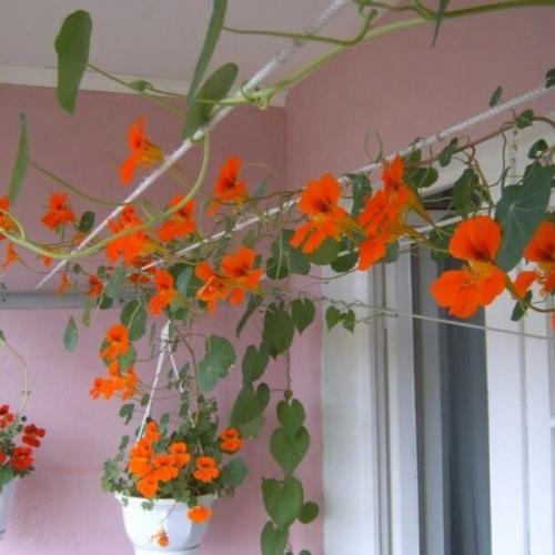 Какие цветы посадить на балконе, чтобы цвели все лето. Топ-15 растений и цветов для балкона и лоджии