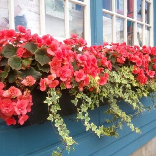 Какие цветы посадить на балконе, чтобы цвели все лето. Топ-15 растений и цветов для балкона и лоджии