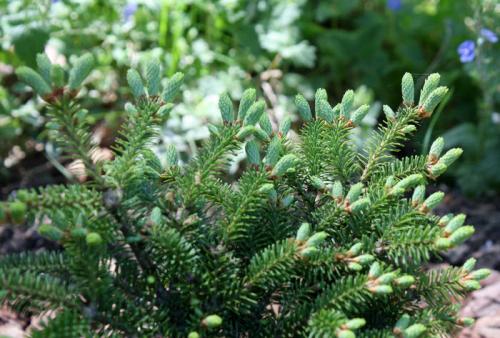 Какие деревья посадить на участке в сибири. Какие красивые декоративные деревья посадить на участке, вдоль забора и перед домом?