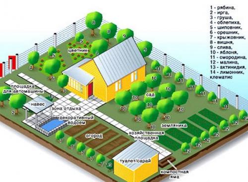 Какие деревья посадить по периметру участка. Какие деревья посадить