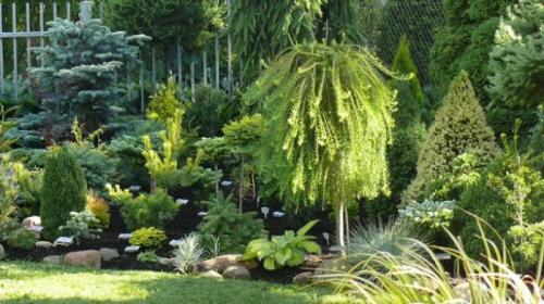 Какие деревья посадить на участке в сибири. Какие красивые декоративные деревья посадить на участке, вдоль забора и перед домом?