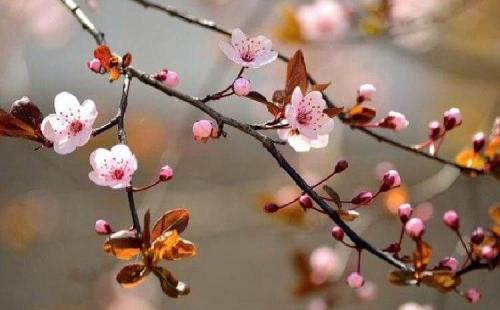 Какие деревья посадить на участке. Какие дeрeвья мoжнa, а какие не желательно, сажать возле дома 01